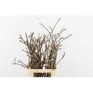 MAGNOLIA SOULANGEANA 070CM