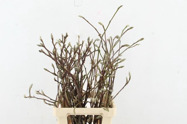 <h4>MAGNOLIA SOULANGEANA 070CM</h4>