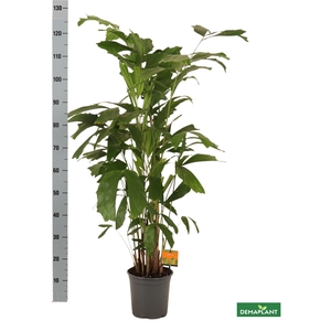 CARYOTA MITIS