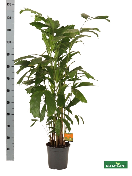 <h4>CARYOTA MITIS</h4>