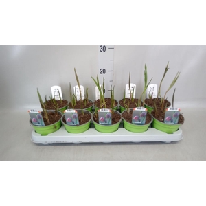 Fritillaria meleagris