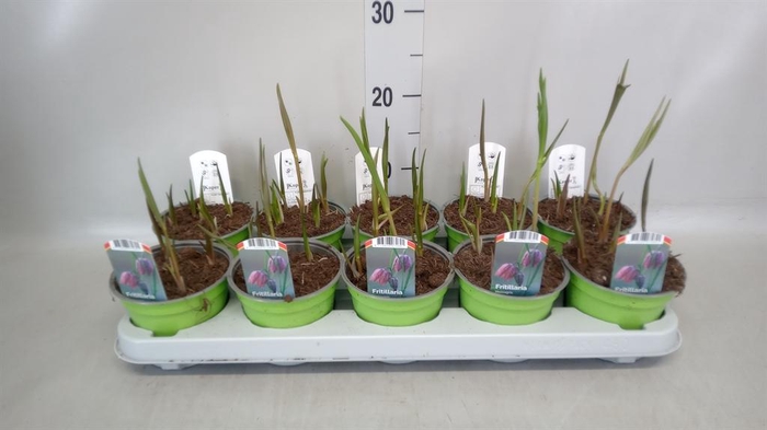 <h4>Fritillaria meleagris</h4>