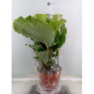Calathea orbifolia