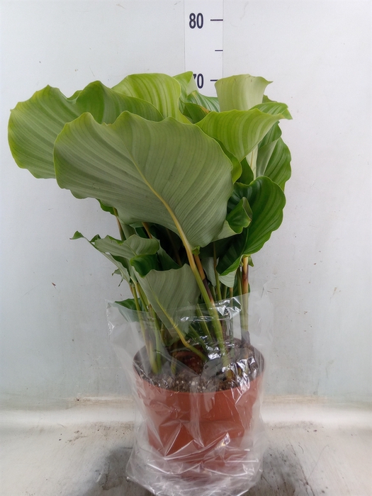 <h4>Calathea orbifolia</h4>