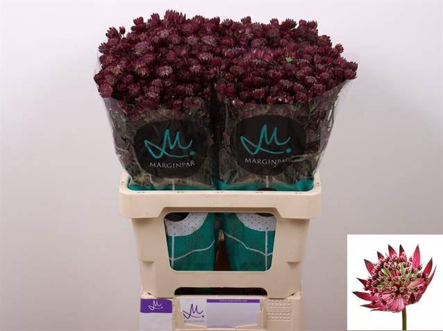 <h4>ASTRANTIA STAR OF LOVE X25</h4>