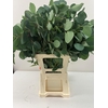 EUC POPULUS BLAD PB -ZA-BUSH