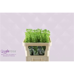 MOLUCCELLA STUK