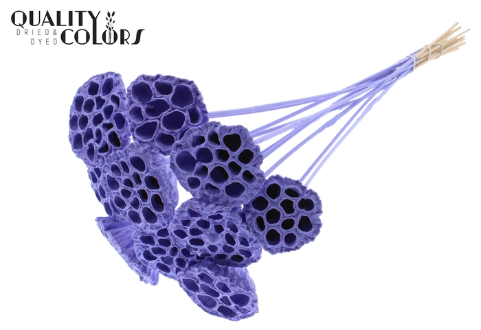 <h4>Lotus 5-7cm on stem Covered Milka</h4>
