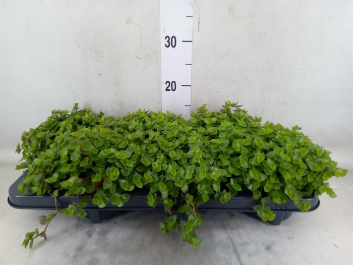 <h4>Callisia repens</h4>