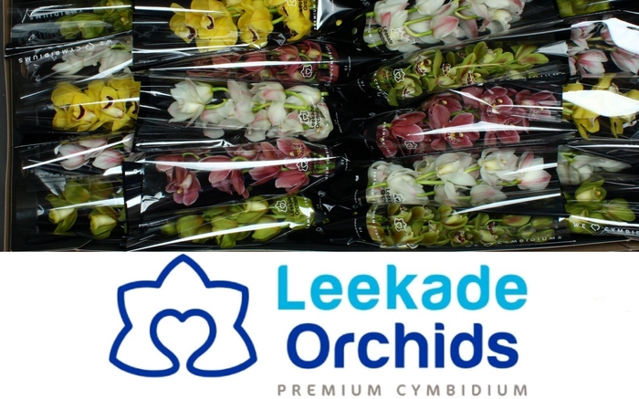 <h4>CYMB MI GEM</h4>