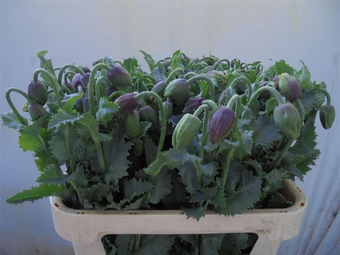 <h4>Papaver Bloeiend</h4>