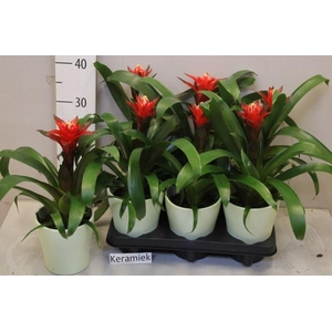 ARR BROMELIA