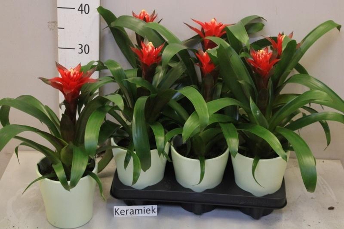 <h4>ARR BROMELIA</h4>