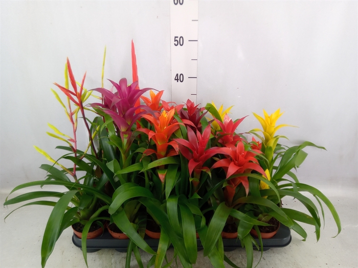 <h4>Bromelia   ...mix 14</h4>