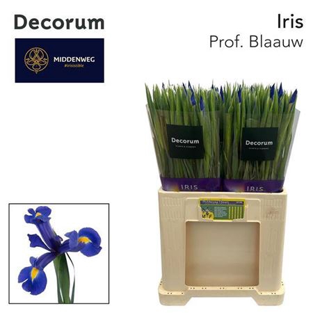 <h4>Iris Prof Blaauw</h4>