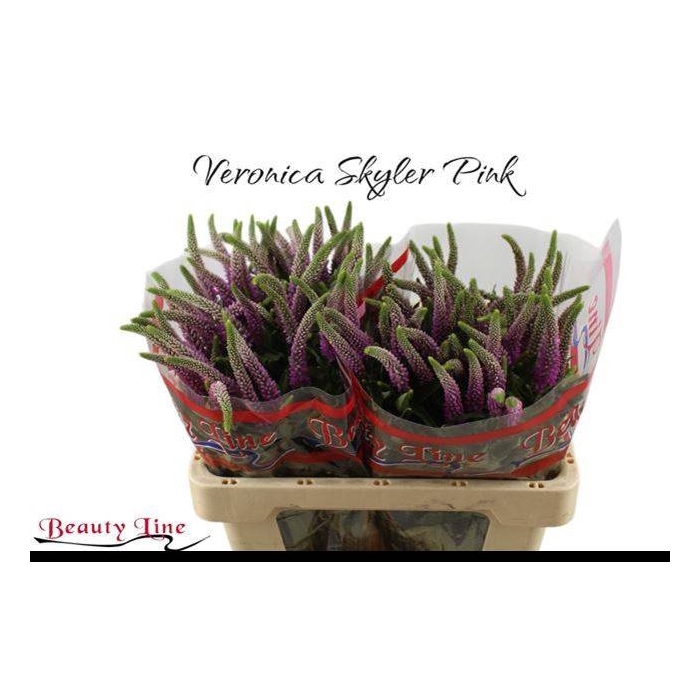 <h4>VERON L SKYLER PINK</h4>