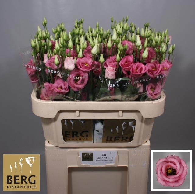 <h4>EUS G ROSI ROSE PINK</h4>