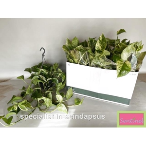 Epipremnum pinnatum Marble Queen Hanging 15Ø 40cm