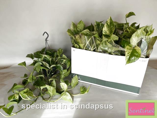 Epipremnum pinnatum Marble Queen Hanging 15Ø 40cm