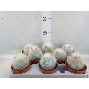 Mammillaria