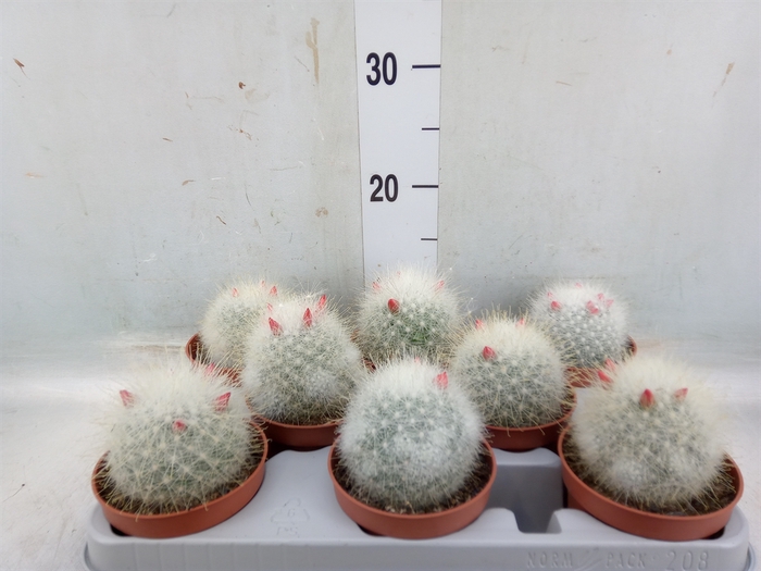 <h4>Mammillaria</h4>