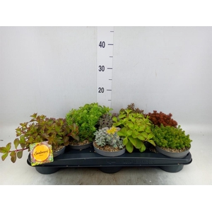 Sedum   ...mix