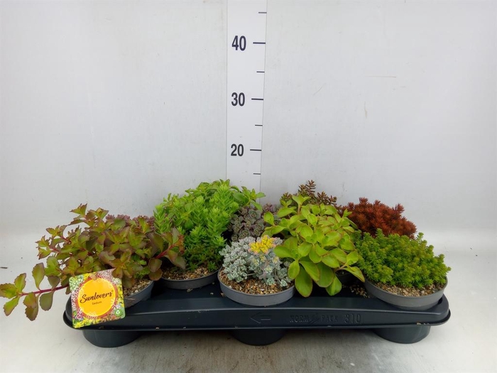 <h4>Sedum   ...mix</h4>