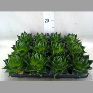 Aloe aristata 'Cosmo'