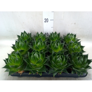 Aloe aristata 'Cosmo'