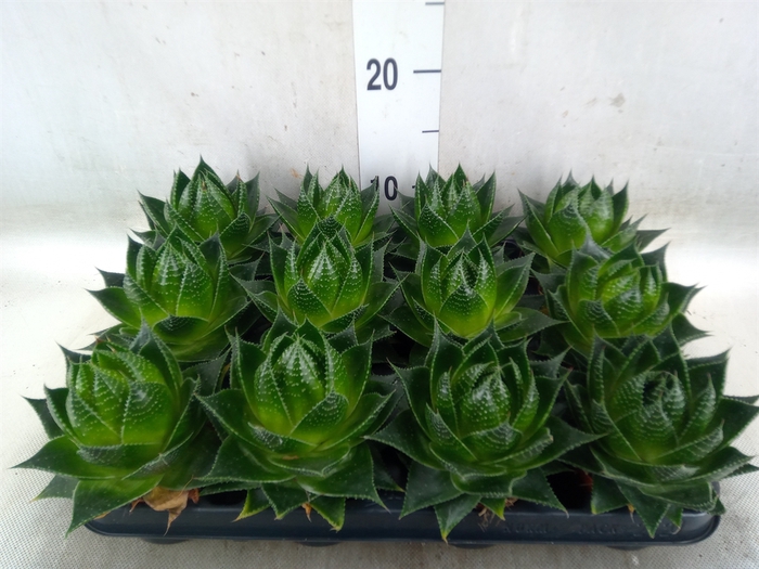 <h4>Aloe aristata 'Cosmo'</h4>