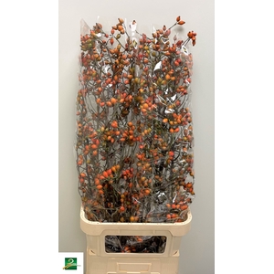 Rosa Zaffiro SPS Polen