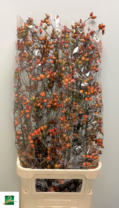 <h4>ROSA ZAFFIRO</h4>