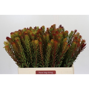 Leucadendron Safari Sunset