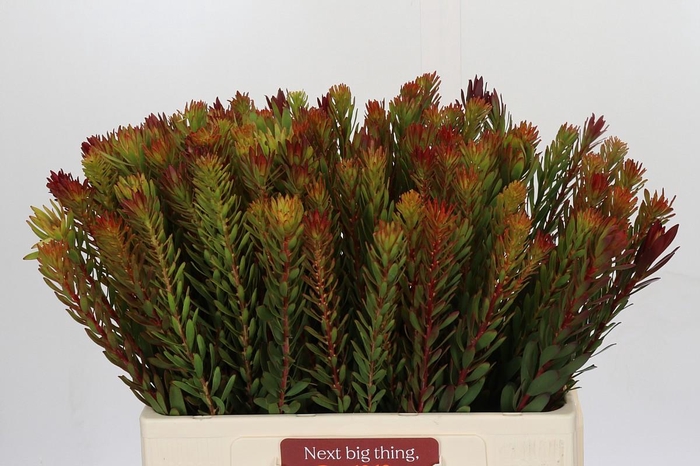 <h4>Leucadendron Safari Sunset</h4>