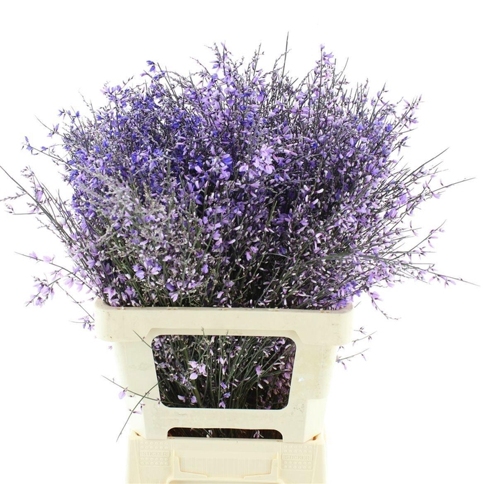 <h4>GENISTA KLB BS H%</h4>