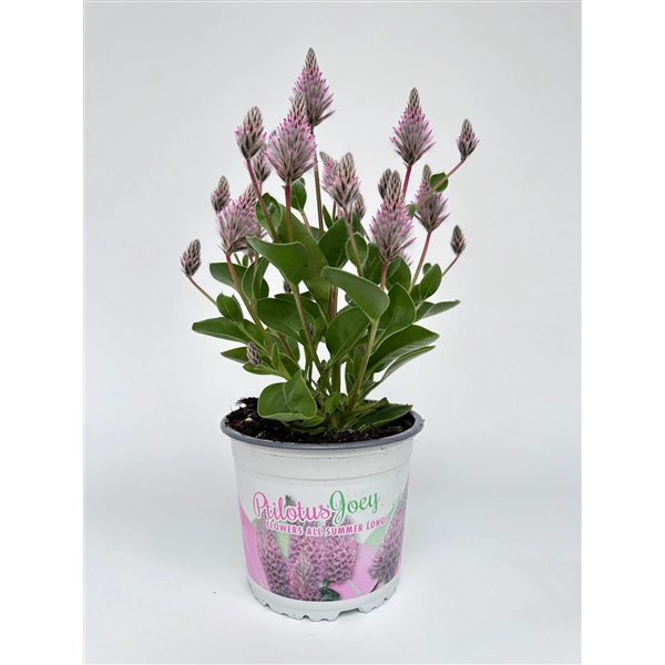<h4>Ptilotus Exaltatus Joey</h4>