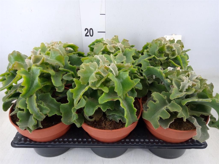 <h4>Kalanchoe   ...</h4>