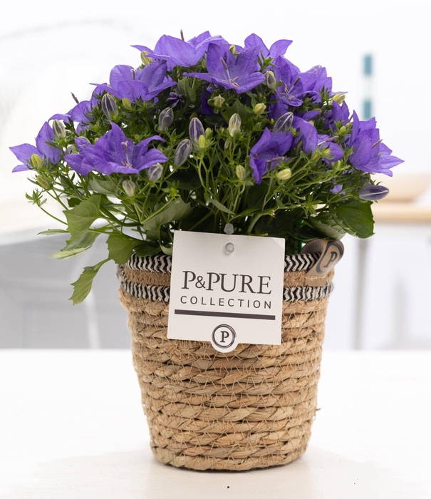<h4>Campanula 'Napoli' Pure Basket</h4>