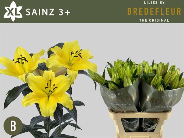 <h4>LI OT SAINZ</h4>