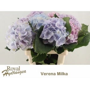 HYDR M CH VERENA BL
