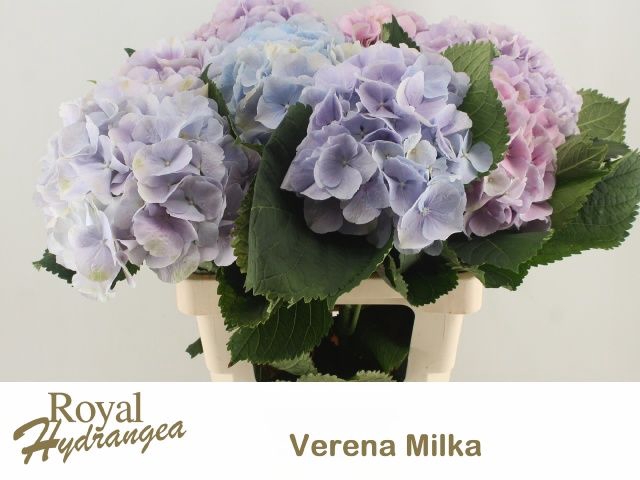<h4>HYDR M CH VERENA BL</h4>