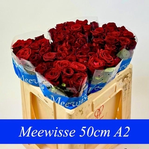 Rosa large red naomi!