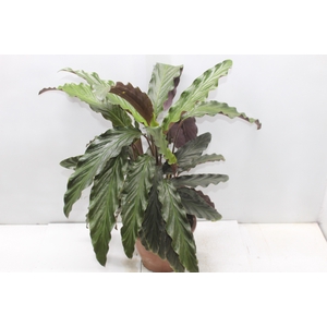 CALATHEA RUFIBARBA P19