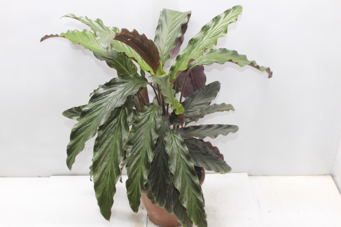 <h4>CALATHEA RUFIBARBA P19</h4>