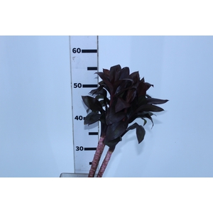 FOLHAGEM DRACENA BABY CHOCOLATE