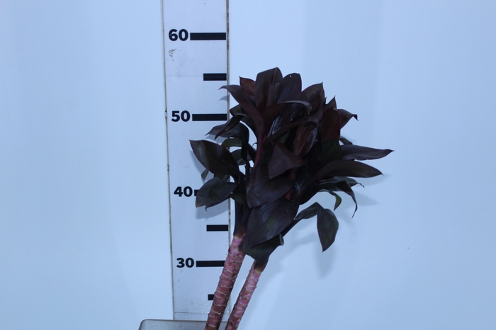 FOLHAGEM DRACENA BABY CHOCOLATE