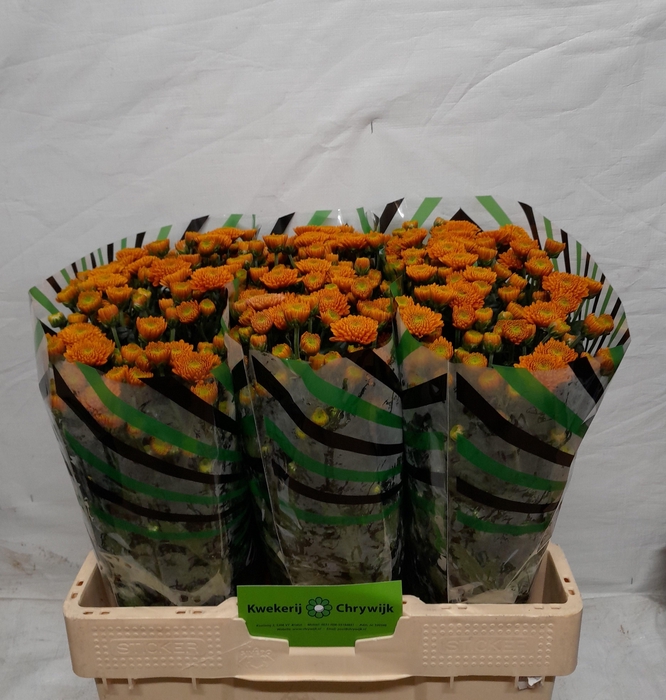 <h4>CHR S ELLISON ORANGE</h4>