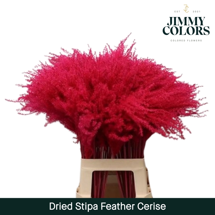 <h4>Dried Stipa Feather Cerise</h4>