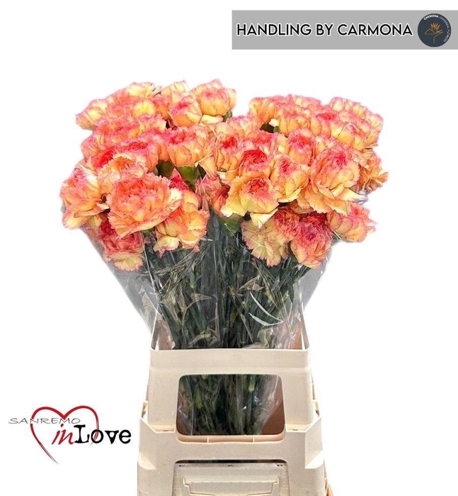 <h4>DI ST BOIRO</h4>