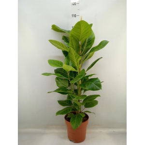 Ficus altissima